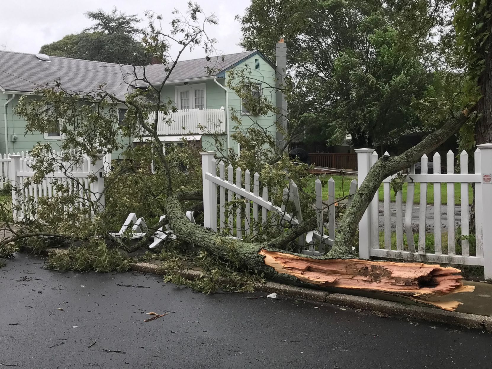 Tree down